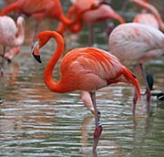 Picture/image of American Flamingo