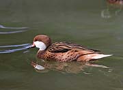 Picture/image of White-cheeked Pintail