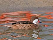 Picture/image of White-cheeked Pintail