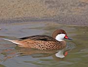 Picture/image of White-cheeked Pintail