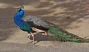 Picture/image of Indian Peafowl