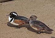 Picture/image of Hooded Merganser
