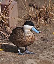Picture/image of Puna Teal