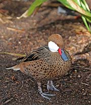 Picture/image of White-cheeked Pintail