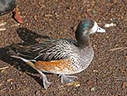 Picture/image of Chiloe Wigeon