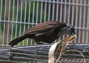 Picture/image of Capuchin Babbler