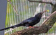 Picture/image of Green Woodhoopoe