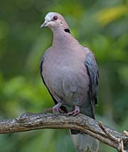 Picture/image of Red-eyed Dove