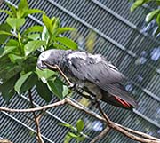Picture/image of Grey Parrot