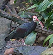 Picture/image of Southern Bald Ibis