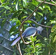 Picture/image of Crested Coua