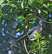 Picture/image of Crested Coua