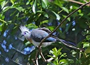 Picture/image of Crested Coua
