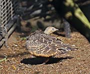 Picture/image of Chestnut-bellied Sandgrouse