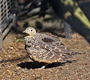 Picture/image of Chestnut-bellied Sandgrouse