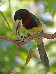 Picture/image of Ivory-billed Aracari