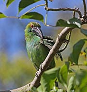 Picture/image of Crimson-rumped Toucanet