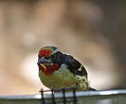Picture/image of Black-spotted Barbet