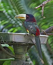 Picture/image of Ivory-billed Aracari
