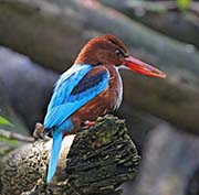 Picture/image of White-throated Kingfisher