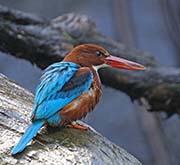 Picture/image of White-throated Kingfisher