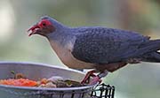 Picture/image of Papuan Mountain Pigeon