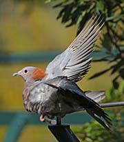 Picture/image of Green Imperial Pigeon
