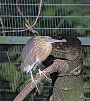 Picture/image of Javan Pond-Heron