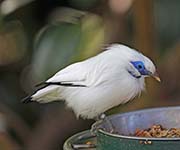 Picture/image of Bali Myna