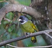 Collared Finchbill
