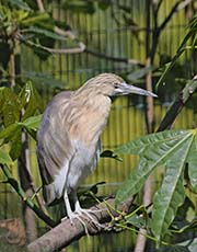 Picture/image of Javan Pond-Heron