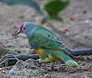 Picture/image of Mariana Fruit-Dove