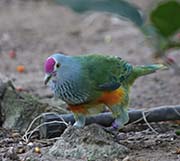 Picture/image of Mariana Fruit-Dove