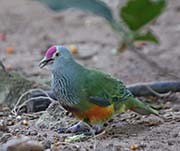 Picture/image of Mariana Fruit-Dove
