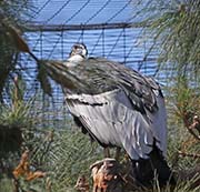Picture/image of Andean Condor