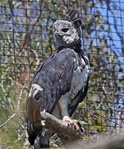 Picture/image of Harpy Eagle