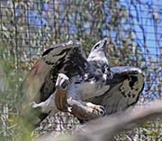 Picture/image of Harpy Eagle