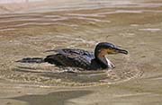 Picture/image of White-breasted Cormorant