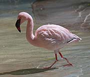 Picture/image of Lesser Flamingo