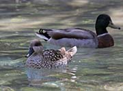 Picture/image of Marbled Teal