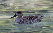 Picture/image of Marbled Teal