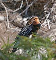 Picture/image of African Darter