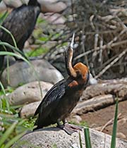 Picture/image of African Darter