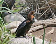 Picture/image of African Darter