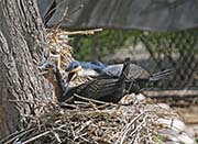 Picture/image of White-breasted Cormorant