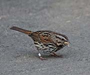 Picture/image of Song Sparrow