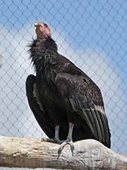 Picture/image of California Condor