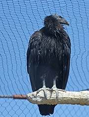 Picture/image of California Condor