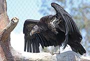 Picture/image of California Condor