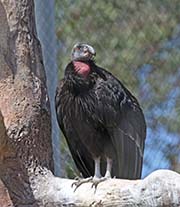 Picture/image of California Condor
